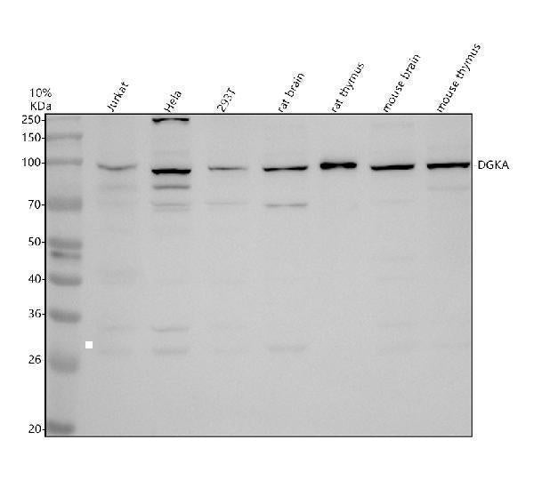 Anti-DGKA Antibody Picoband® Boster Bio