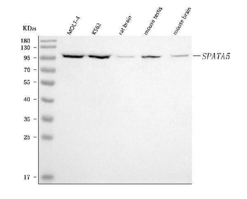 Anti-SPATA5 Antibody Picoband® Boster Bio
