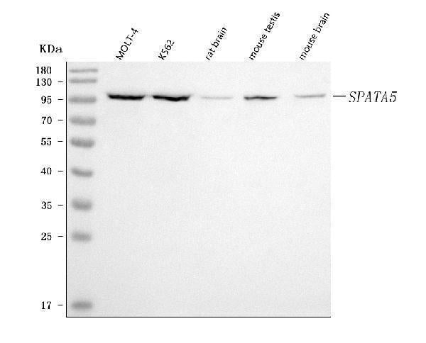 Anti-SPATA5 Antibody Picoband® Boster Bio