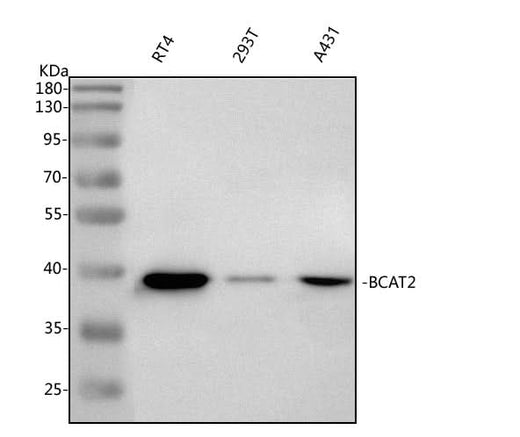 Anti-BCAT2 Antibody Picoband® Boster Bio