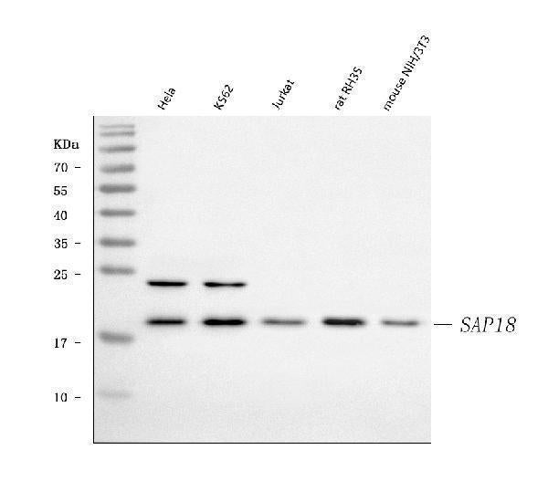 Anti-SAP18 Antibody Picoband® Boster Bio
