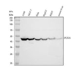 Anti-PEX16 Antibody Picoband® Boster Bio