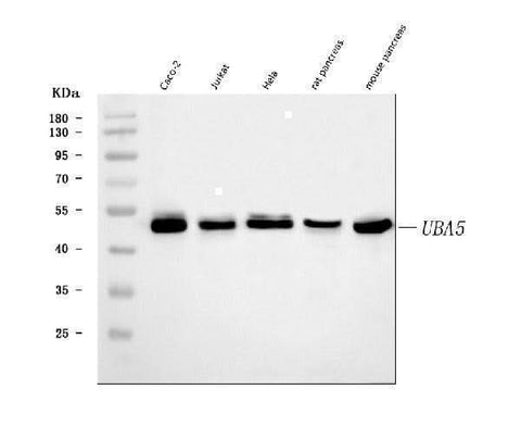 Anti-UBA5 Antibody Picoband® Boster Bio
