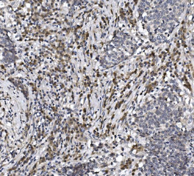 Anti-CISD2 Antibody Picoband® Boster Bio