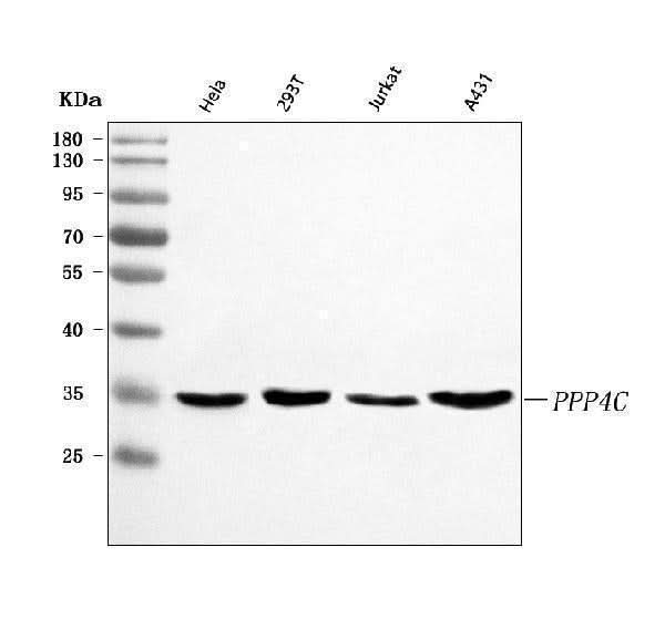 Anti-PPP4C Antibody Picoband® Boster Bio