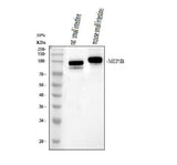 Anti-MEP1B Antibody Picoband® Boster Bio