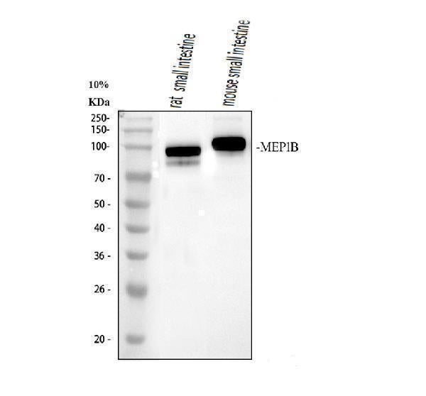 Anti-MEP1B Antibody Picoband® Boster Bio