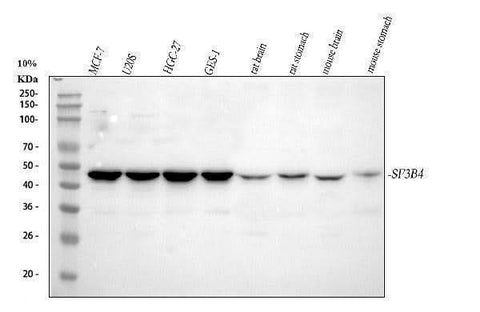 Anti-SF3B4 Antibody Picoband® Boster Bio