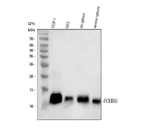 Anti-FCER1G Antibody Picoband® Boster Bio