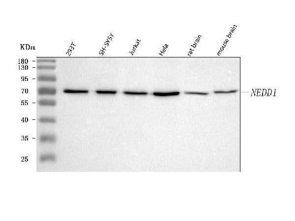 Anti-NEDD1 Antibody Picoband® Boster Bio