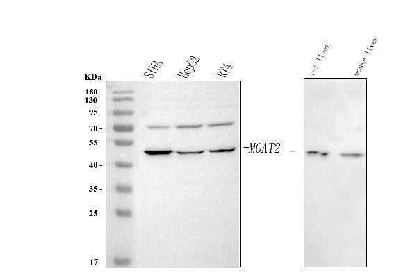 Anti-MGAT2 Antibody Picoband® Boster Bio