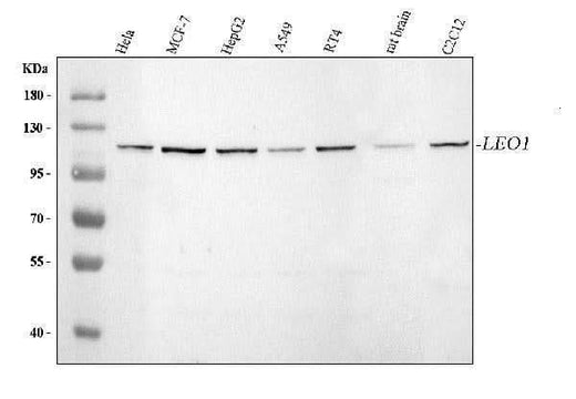 Anti-LEO1 Antibody Picoband® Boster Bio