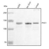 Anti-PHC1 Antibody Picoband® Boster Bio