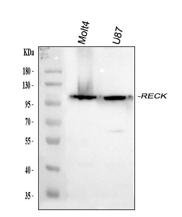 Anti-RECK Antibody Picoband® Boster Bio