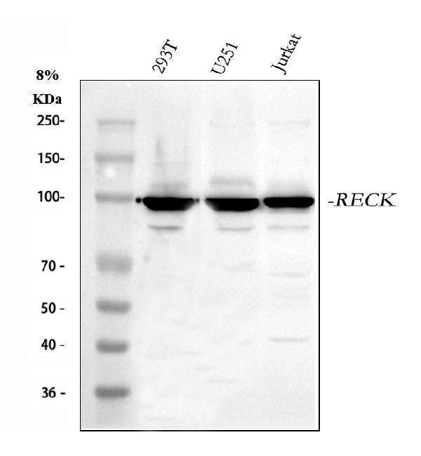 Anti-RECK Antibody Picoband® Boster Bio