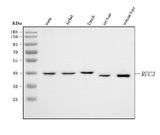 Anti-RFC3 Antibody Picoband® Boster Bio