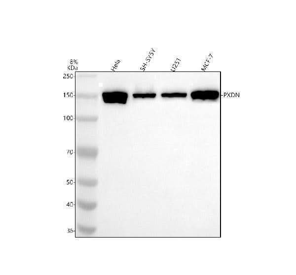 Anti-PXDN Antibody Picoband® Boster Bio