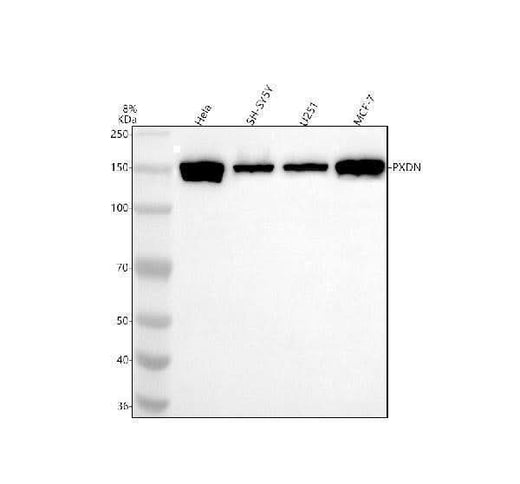 Anti-PXDN Antibody Picoband® Boster Bio