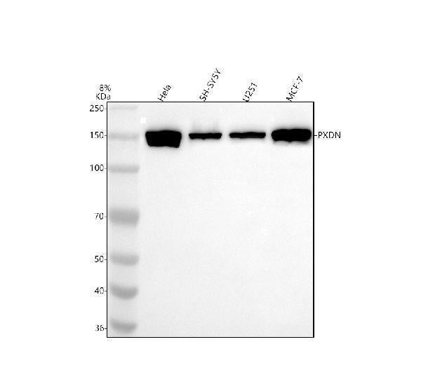 Anti-PXDN Antibody Picoband® Boster Bio