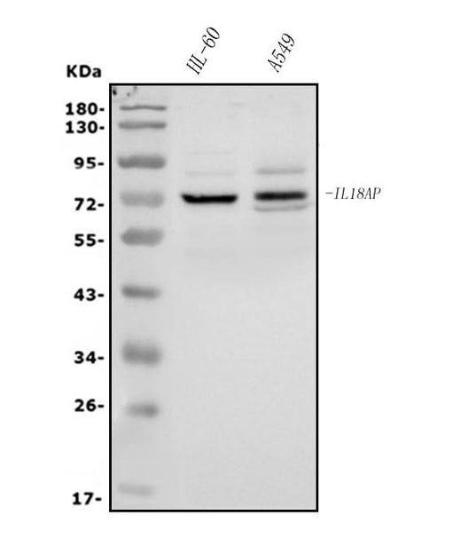 Anti-IL-18R Beta/IL-18RAP Antibody Picoband® Boster Bio