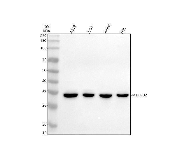 Anti-MTHFD2 Antibody Picoband® Boster Bio