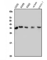Anti-MED4 Antibody Picoband® Boster Bio
