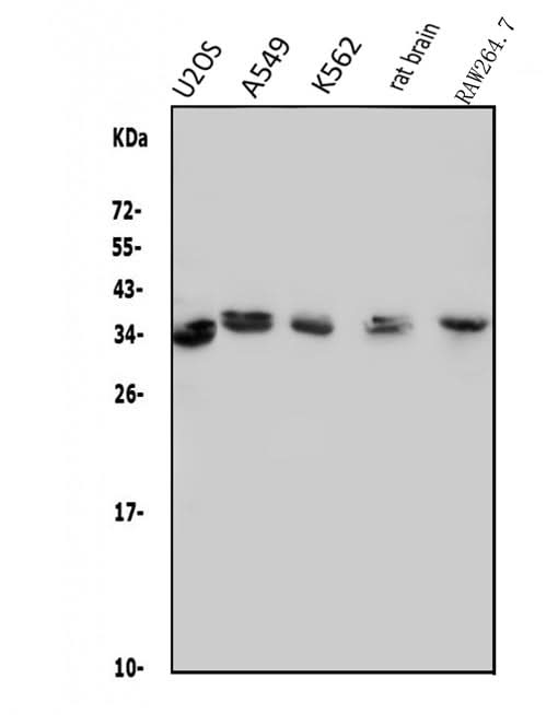 Anti-MED4 Antibody Picoband® Boster Bio