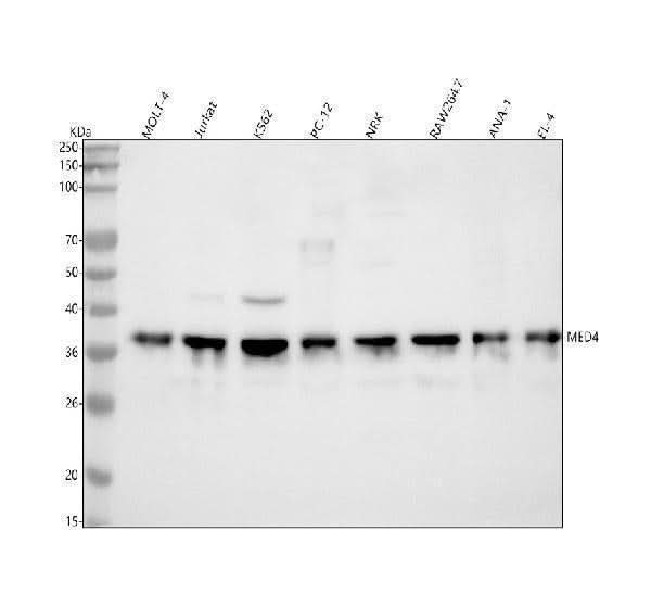 Anti-MED4 Antibody Picoband® Boster Bio