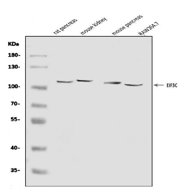 Anti-EIF3C Antibody Picoband® Boster Bio