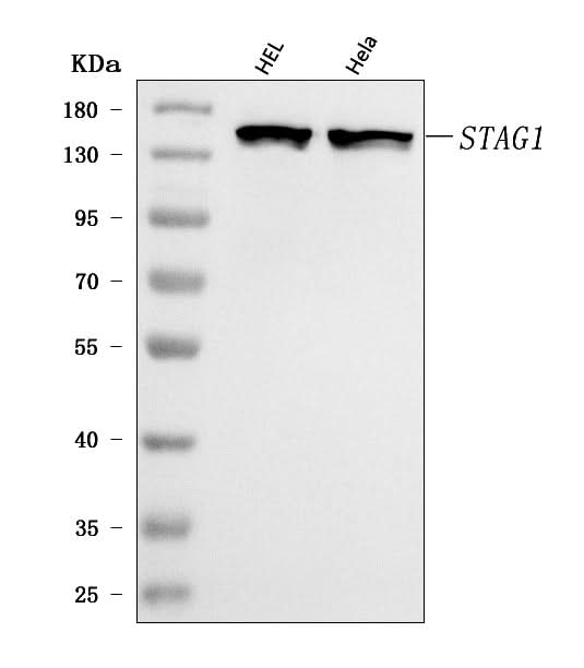 Anti-SA1/STAG1 Antibody Picoband® Boster Bio