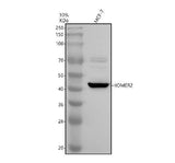 Anti-HOMER2 Antibody Picoband® Boster Bio