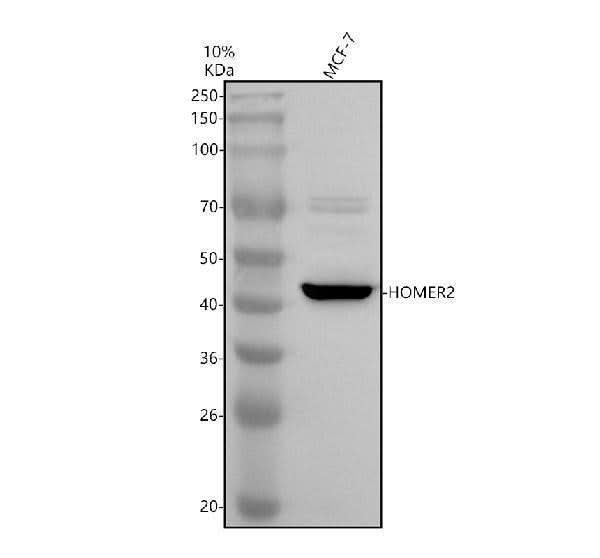 Anti-HOMER2 Antibody Picoband® Boster Bio