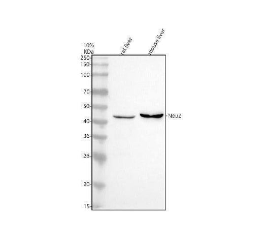 Anti-NEU2 Antibody Picoband® Boster Bio