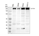Anti-Spt6/SUPT6H Antibody Picoband® Boster Bio
