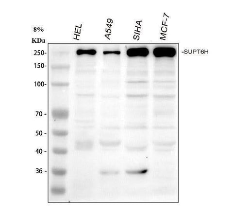 Anti-Spt6/SUPT6H Antibody Picoband® Boster Bio