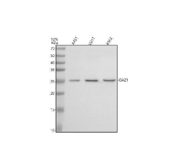 Anti-OAZ1 Antibody Picoband® Boster Bio