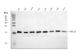 Anti-RPL32 Antibody Picoband® Boster Bio