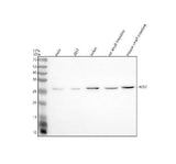 Anti-HES7 Antibody Picoband® Boster Bio