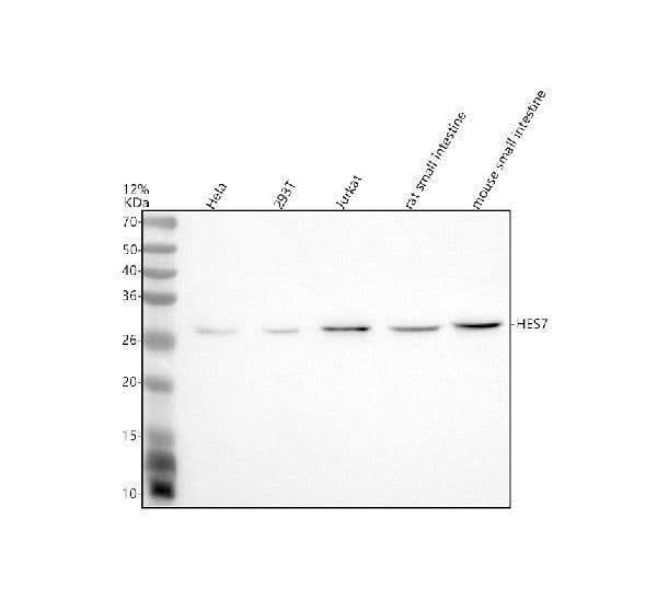 Anti-HES7 Antibody Picoband® Boster Bio