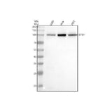 Anti-GTSE1 Antibody Picoband® Boster Bio