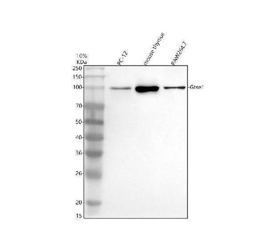 Anti-GTSE1 Antibody Picoband® Boster Bio