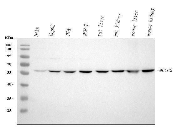 Anti-MCCC2 Antibody Picoband® Boster Bio