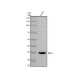 Anti-QPCT Antibody Picoband® Boster Bio