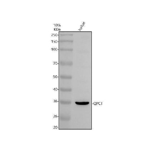 Anti-QPCT Antibody Picoband® Boster Bio