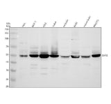 Anti-DARS1 Antibody Picoband® Boster Bio