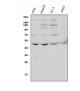 Anti-ATG4A Antibody Picoband® Boster Bio