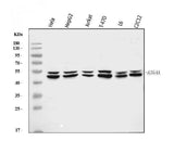 Anti-ATG4A Antibody Picoband® Boster Bio