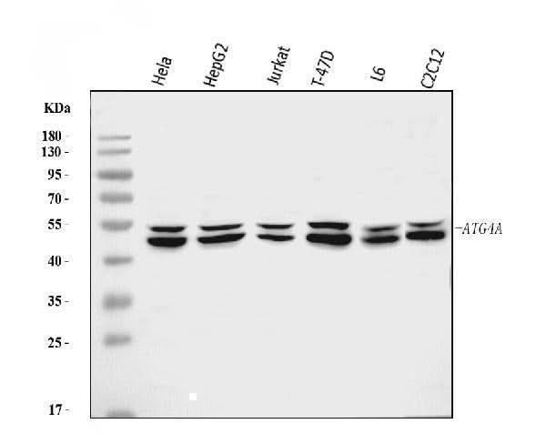 Anti-ATG4A Antibody Picoband® Boster Bio