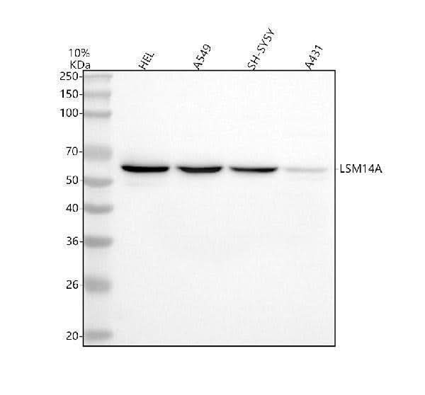 Anti-LSM14A Antibody Picoband® Boster Bio