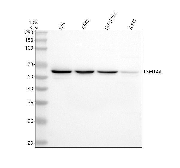 Anti-LSM14A Antibody Picoband® Boster Bio